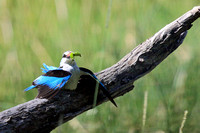 Woodland Kingfisher with a "kill"