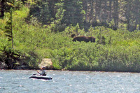 Bull Moose Long Lake