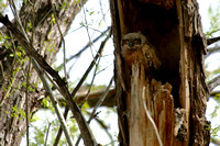 Great Horned Owl Chick - Boulder, CO