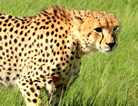 Cheetah Wound