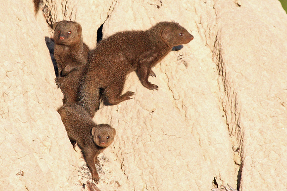 24 - Dwarf Mongoose