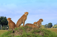 6- Cheetah