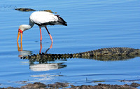 18 - Yellow Billed Stork and Croc
