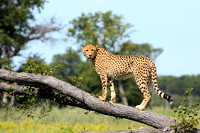 8- Cheetah
