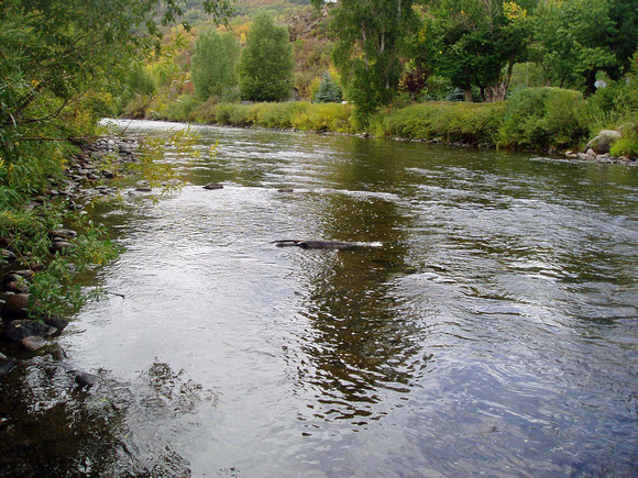 Yampa River in town (Steamboat)