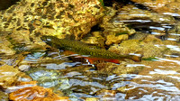 Brookie After Release