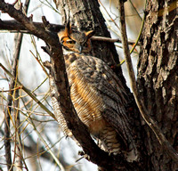 Boulder, Colorado - Great Horned Owls