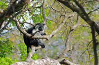 Angolan Black-and-White Colobus Monkey
