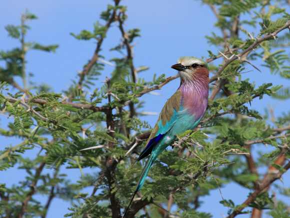 Lilac Breasted Roller - National Bird of Botswana
