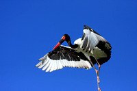 Saddleback Stork