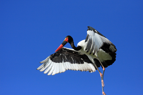 Saddleback Stork