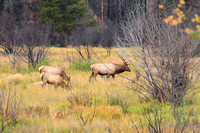 RMNP 2014 Elk