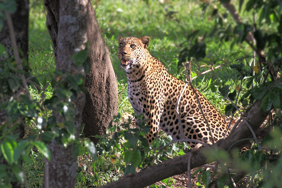 Leopard - Mara North Conservancy