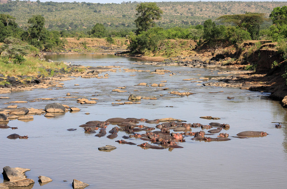 Hippo Pod on the Mara River