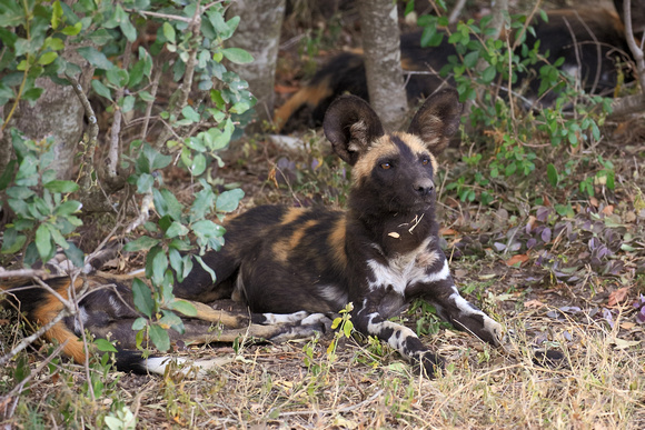 African Wild Dog - Ol Pejeta Conservancy