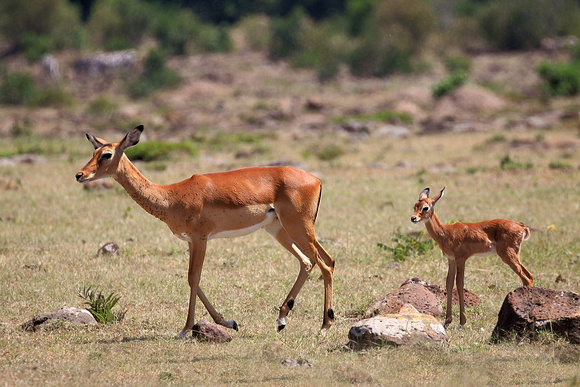 Impala with baby - Mara North Conservancy