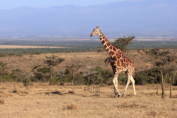 Reticulated Giraffe - Ol  Pejeta Conservancy