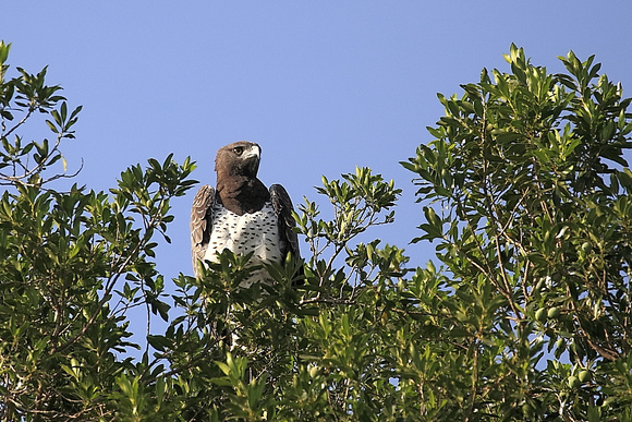 Martial Eagle - Mara North Conservancy